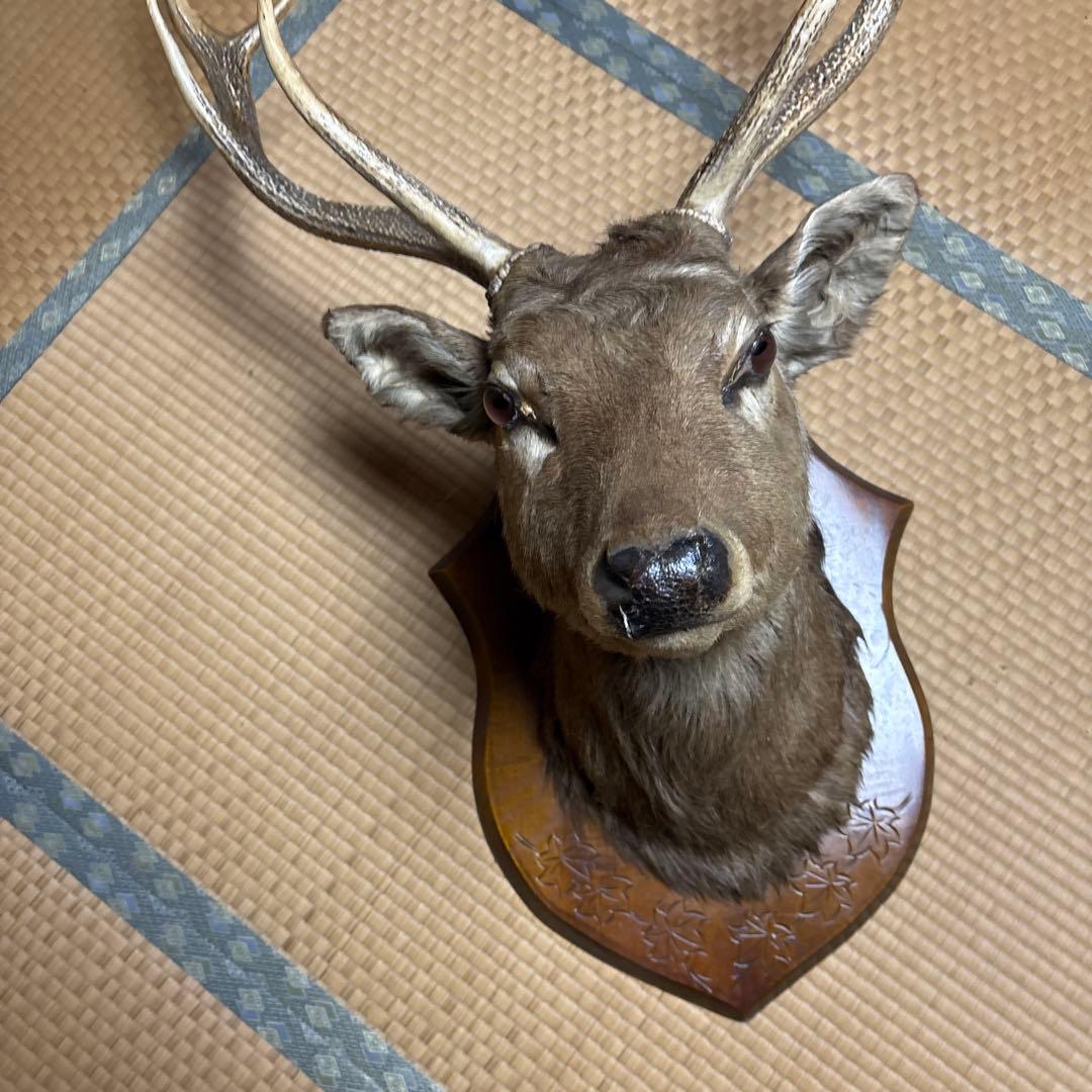 ハンティングトロフィー 鹿の剥製 蝦夷鹿の剥製 壁飾り 船橋市引き取り割引有り