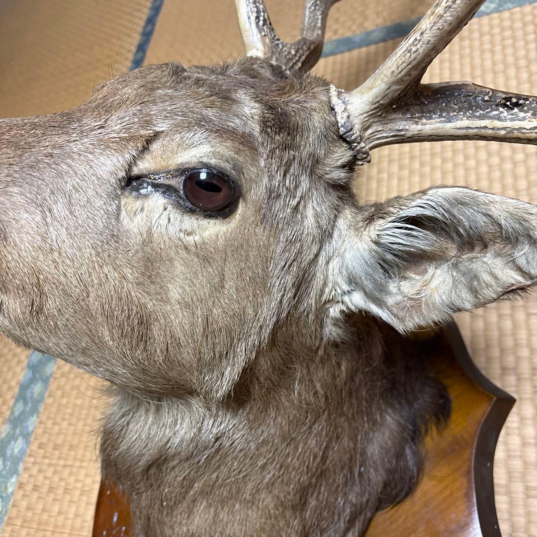 ハンティングトロフィー 鹿の剥製 蝦夷鹿の剥製 壁飾り 船橋市引き取り割引有り