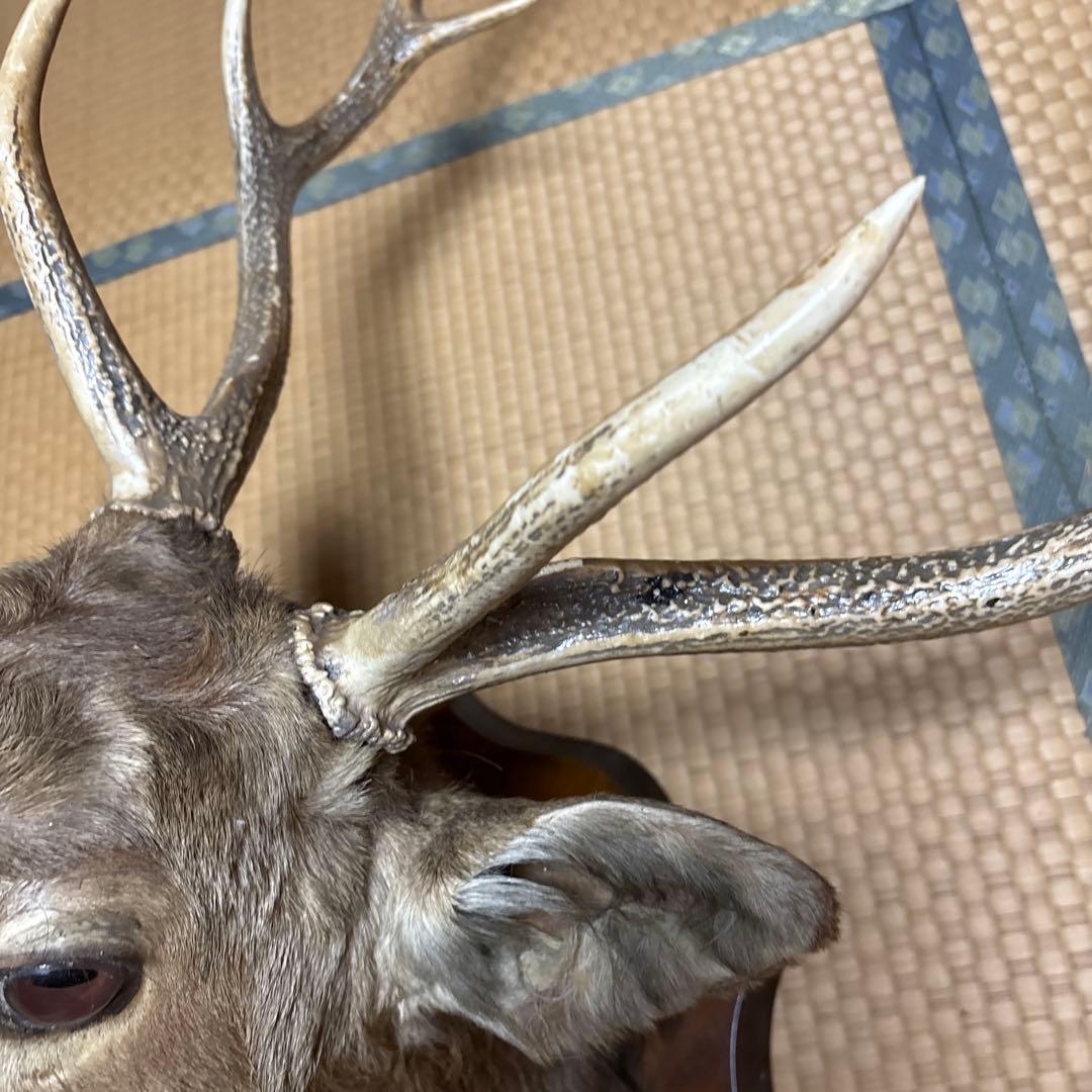 ハンティングトロフィー 鹿の剥製 蝦夷鹿の剥製 壁飾り 船橋市引き取り割引有り