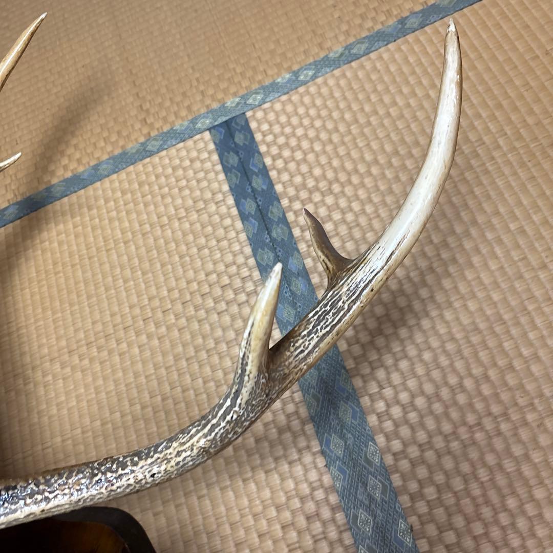 ハンティングトロフィー 鹿の剥製 蝦夷鹿の剥製 壁飾り 船橋市引き取り割引有り