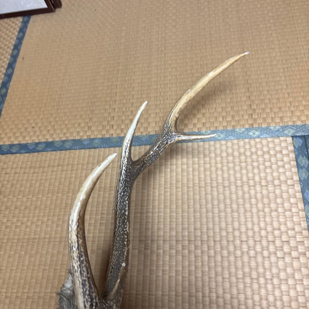 ハンティングトロフィー 鹿の剥製 蝦夷鹿の剥製 壁飾り 船橋市引き取り割引有り