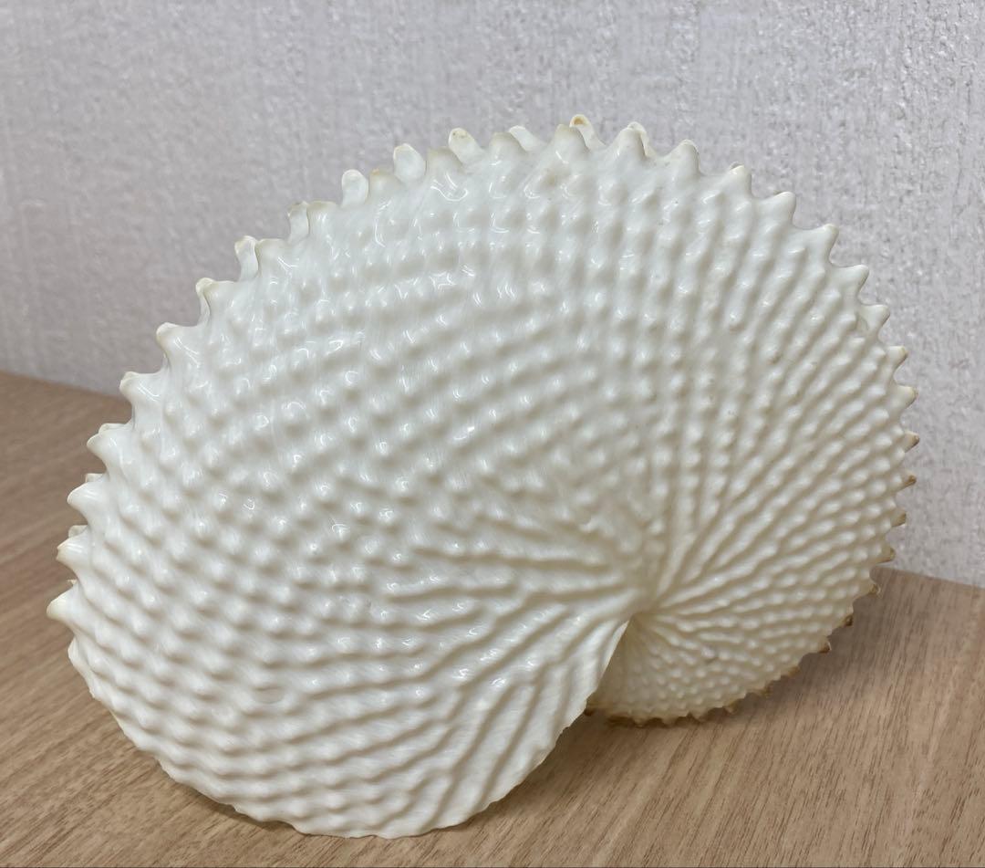 レア品　チリメンアオイガイ　貝殻　置物