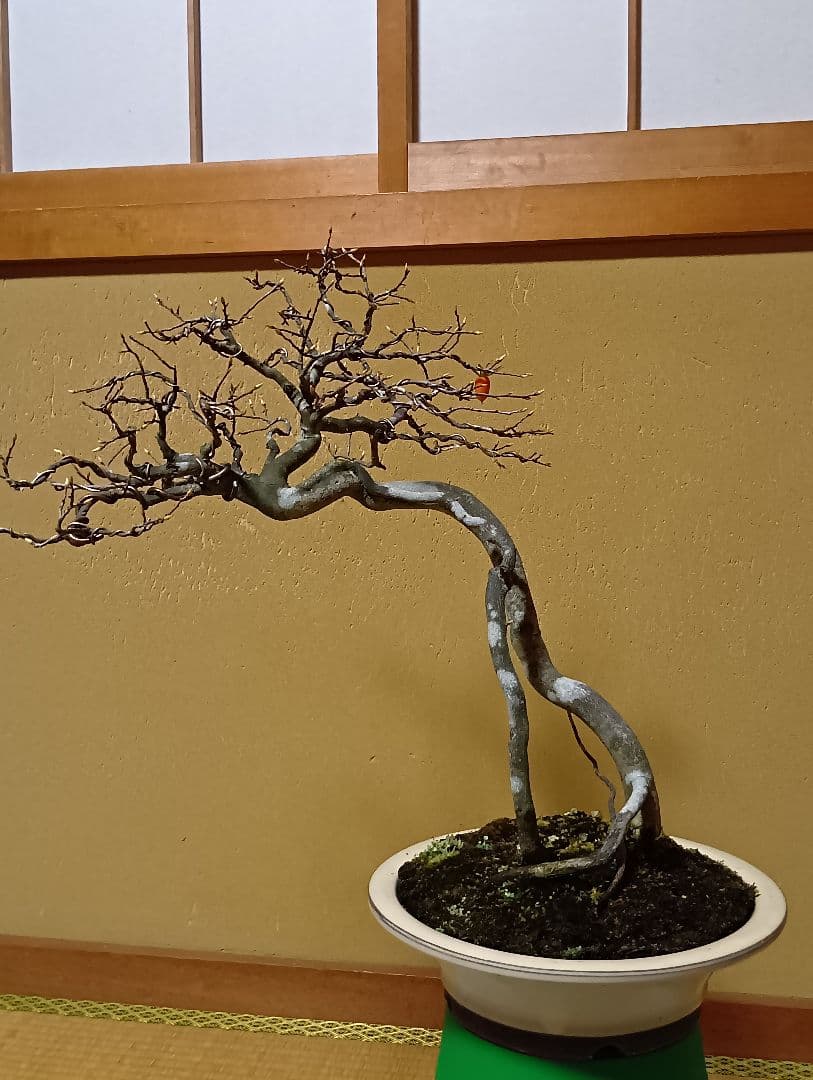 ‼️展示会出品可能‼️老爺柿盆栽‼️ 　　　‼️再値下げ‼️