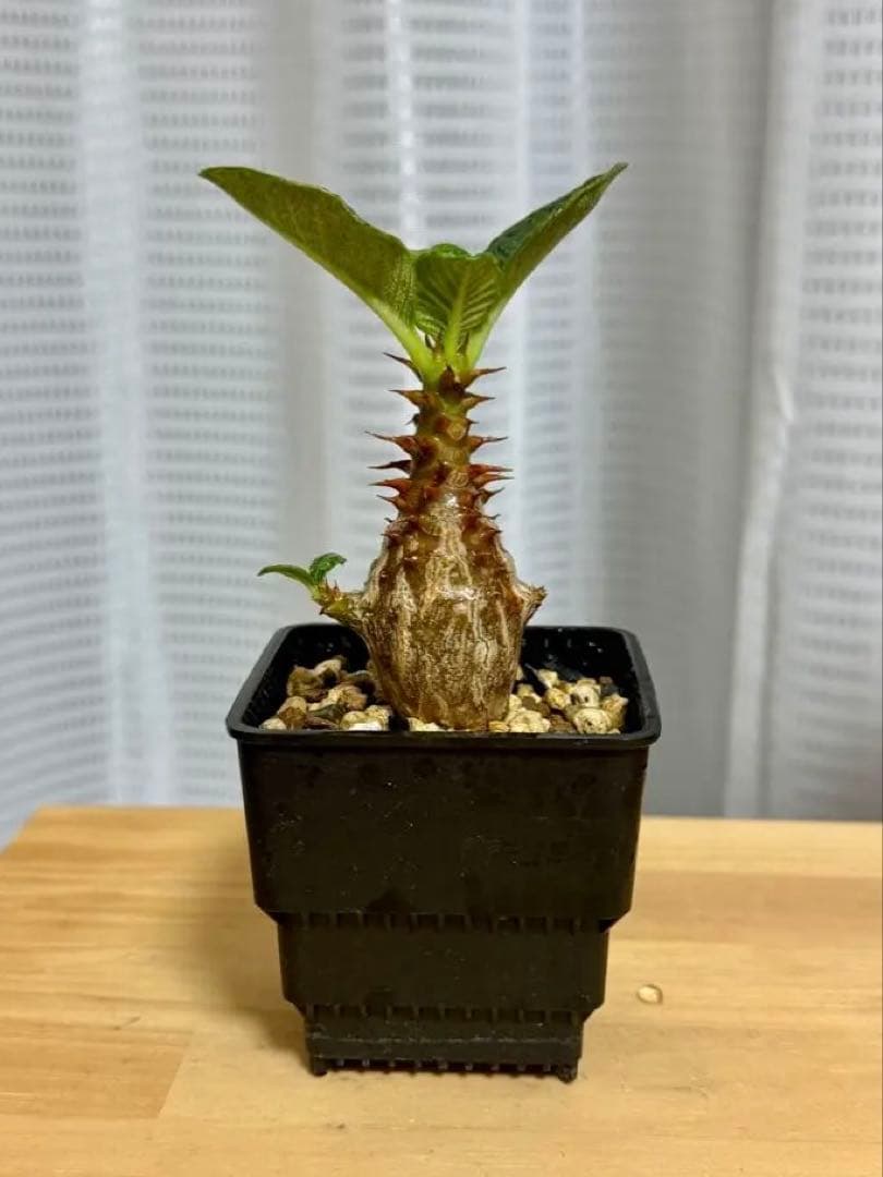 パキポディウム ウィンゾリー Pachypodium windsorii 実生②