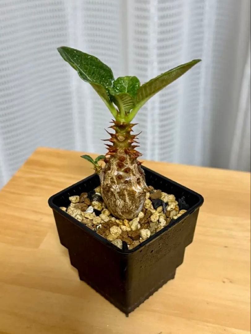 パキポディウム ウィンゾリー Pachypodium windsorii 実生②