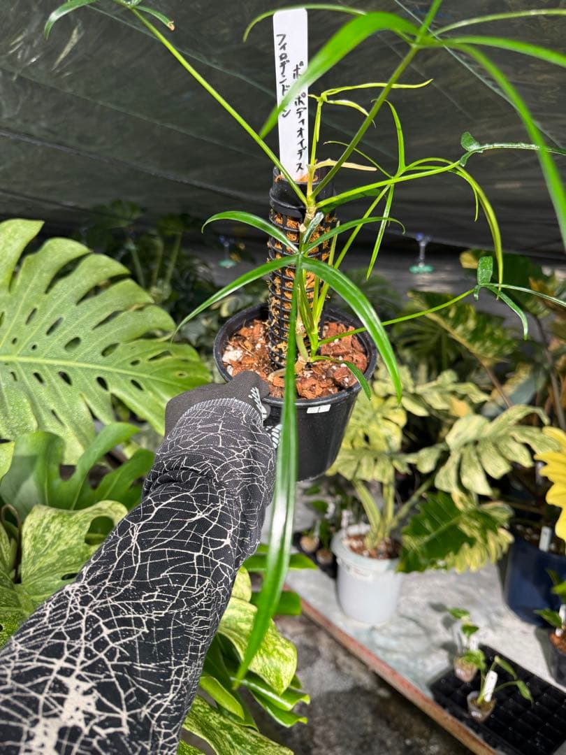 ハ*ク様 1 フィロデンドロン ポリポディオイデス　鉢モスポール付き