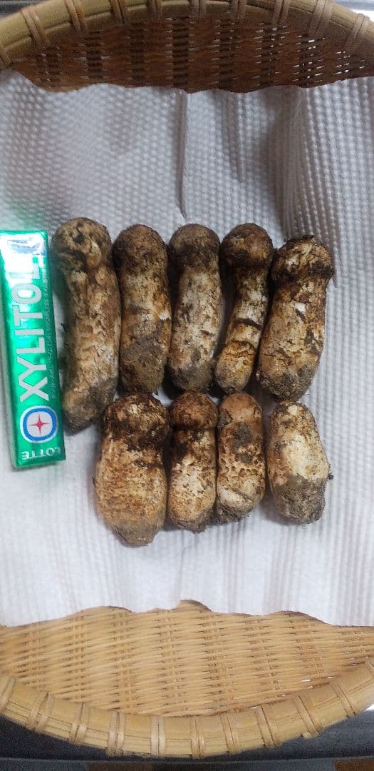 2 国産　松茸　長野県　送料込み　155㌘