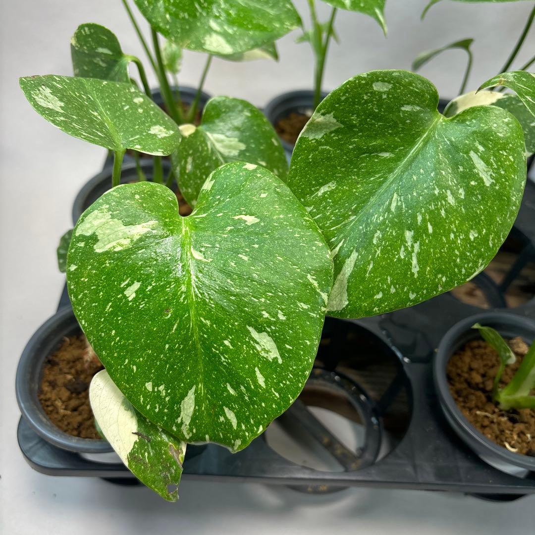 ち*え様 10株セットms53モンステラ・タイコンステレーション 斑入り