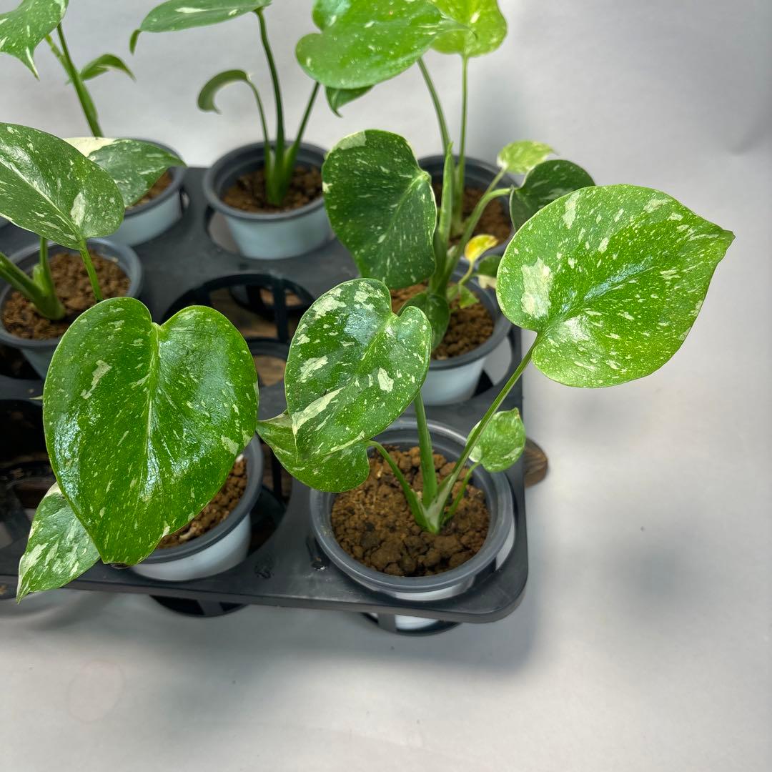 ち*え様 10株セットms53モンステラ・タイコンステレーション 斑入り