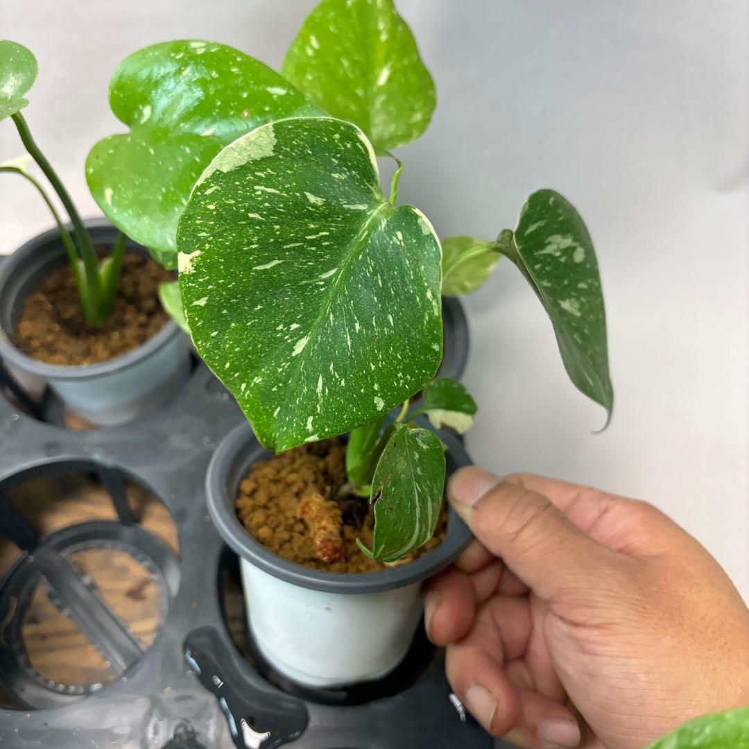 ち*え様 10株セットms53モンステラ・タイコンステレーション 斑入り