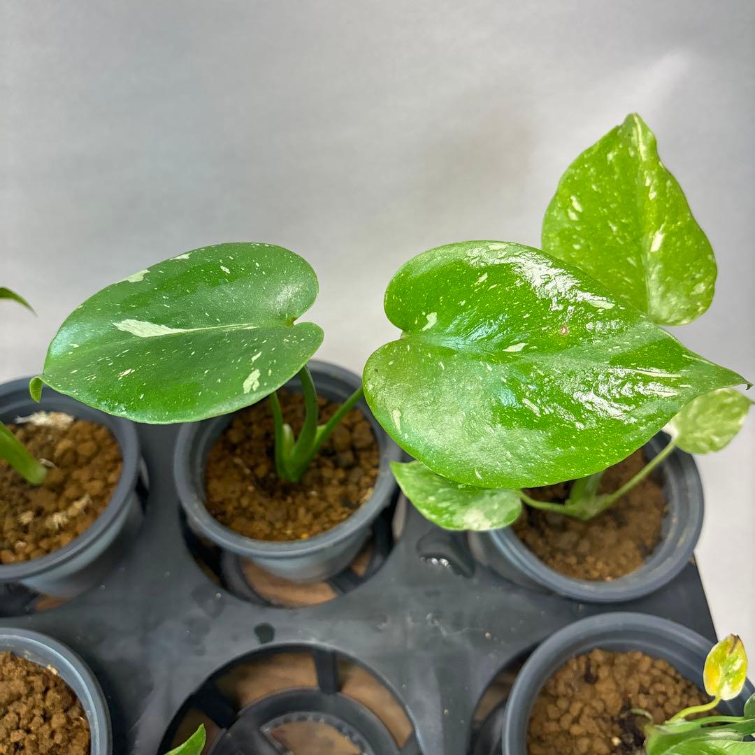 ち*え様 10株セットms53モンステラ・タイコンステレーション 斑入り