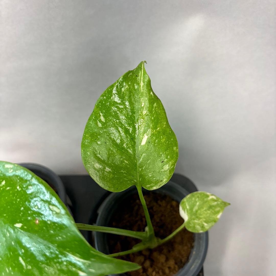 ち*え様 10株セットms53モンステラ・タイコンステレーション 斑入り