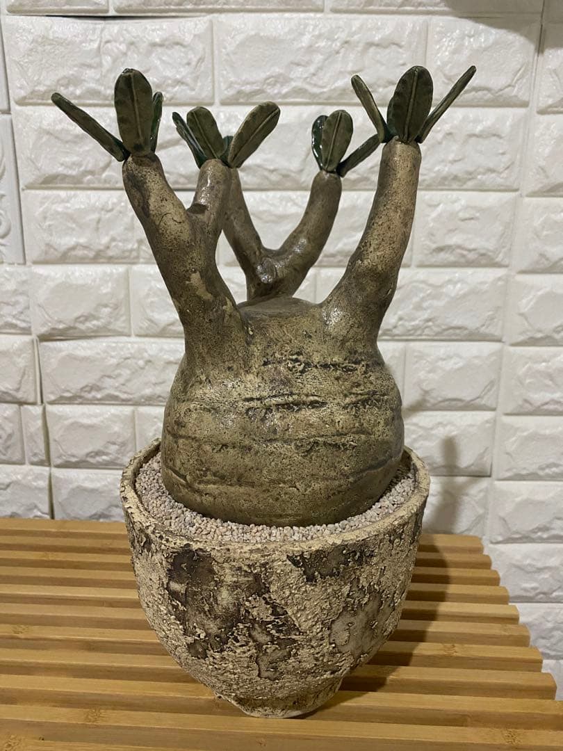 STUDIO ZOK 陶植 グラキリス　大