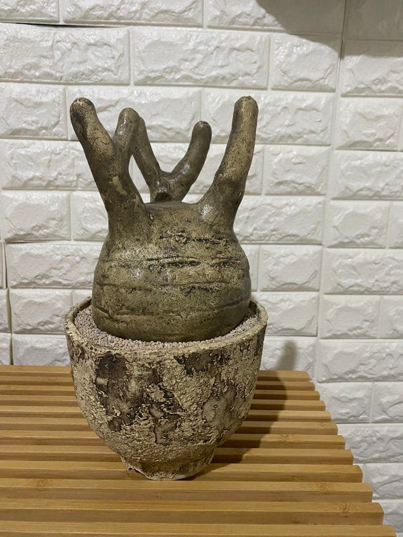 STUDIO ZOK 陶植 グラキリス　大