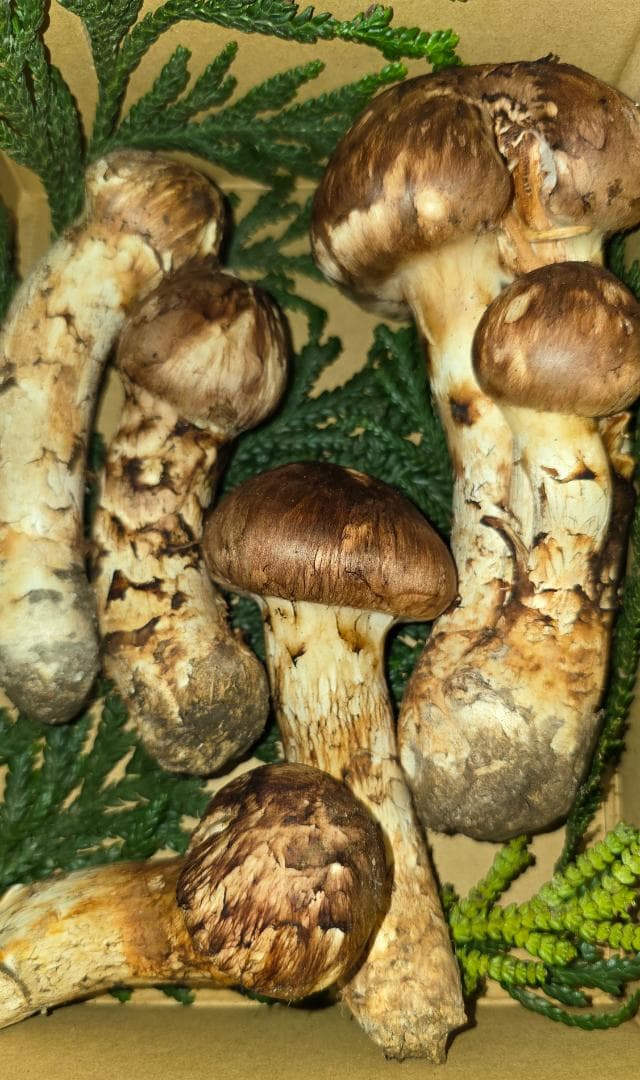 松茸 岩手県産 365g　10月18日獲れ