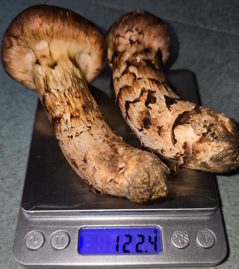 松茸 岩手県産 365g　10月18日獲れ