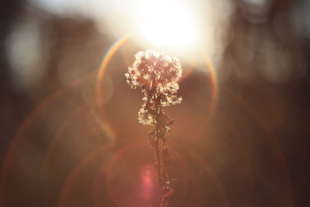 Super-Takumar 55mm F1.8 後期型 S/N：4053176