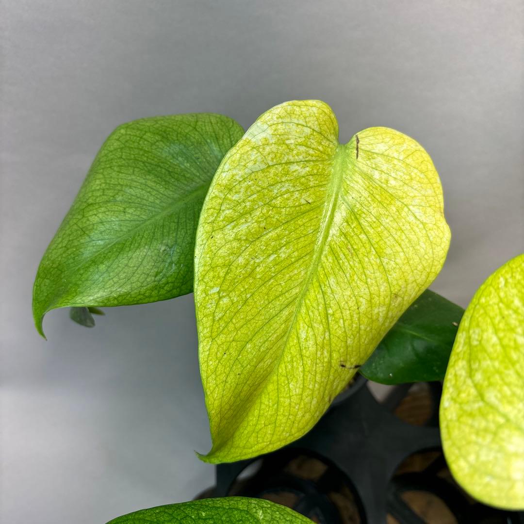 ち*え様 5株セットms49ホワイトモンスター／天津蘭 モンステラ斑入り