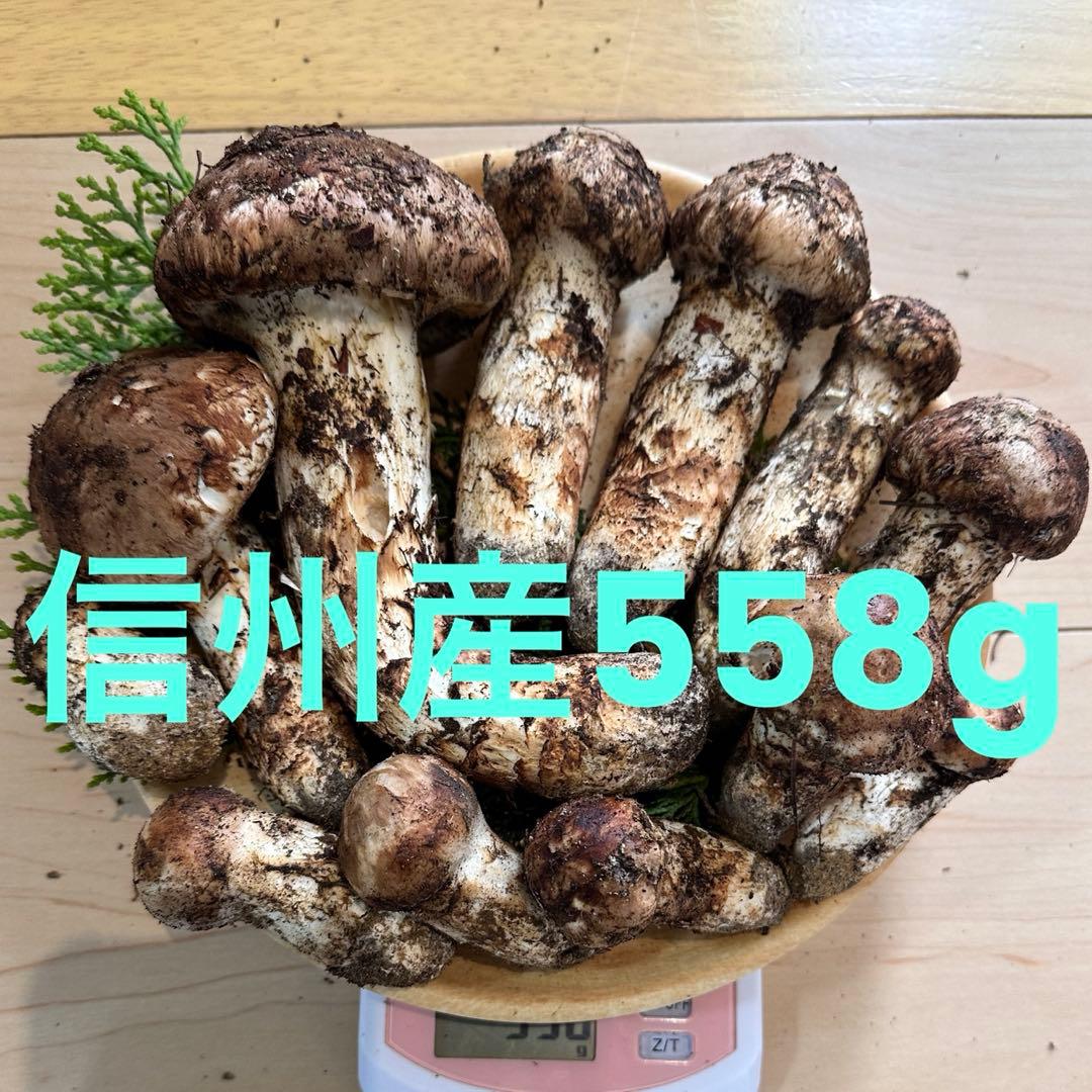 信州産松茸558g