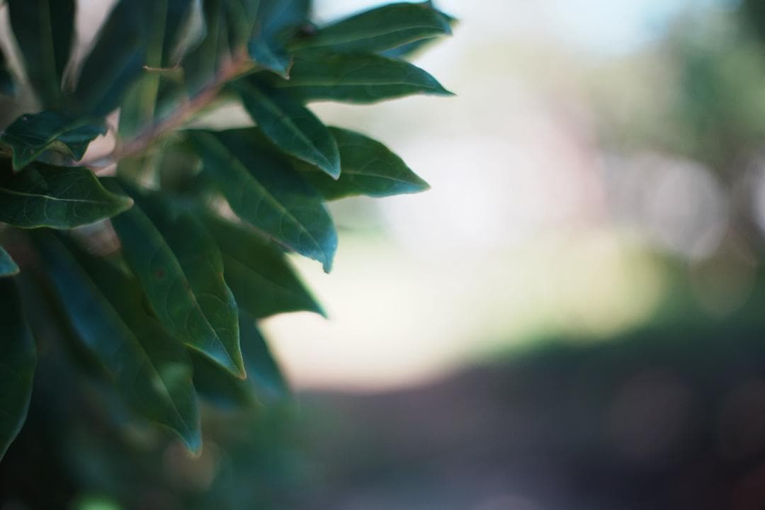 極上の空気感 CONTAX Planar 50mm F1.4 MMJ 949