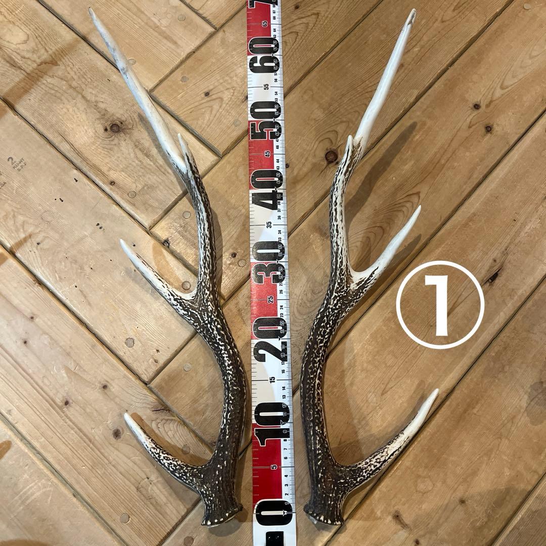 天然の鹿の角　7本