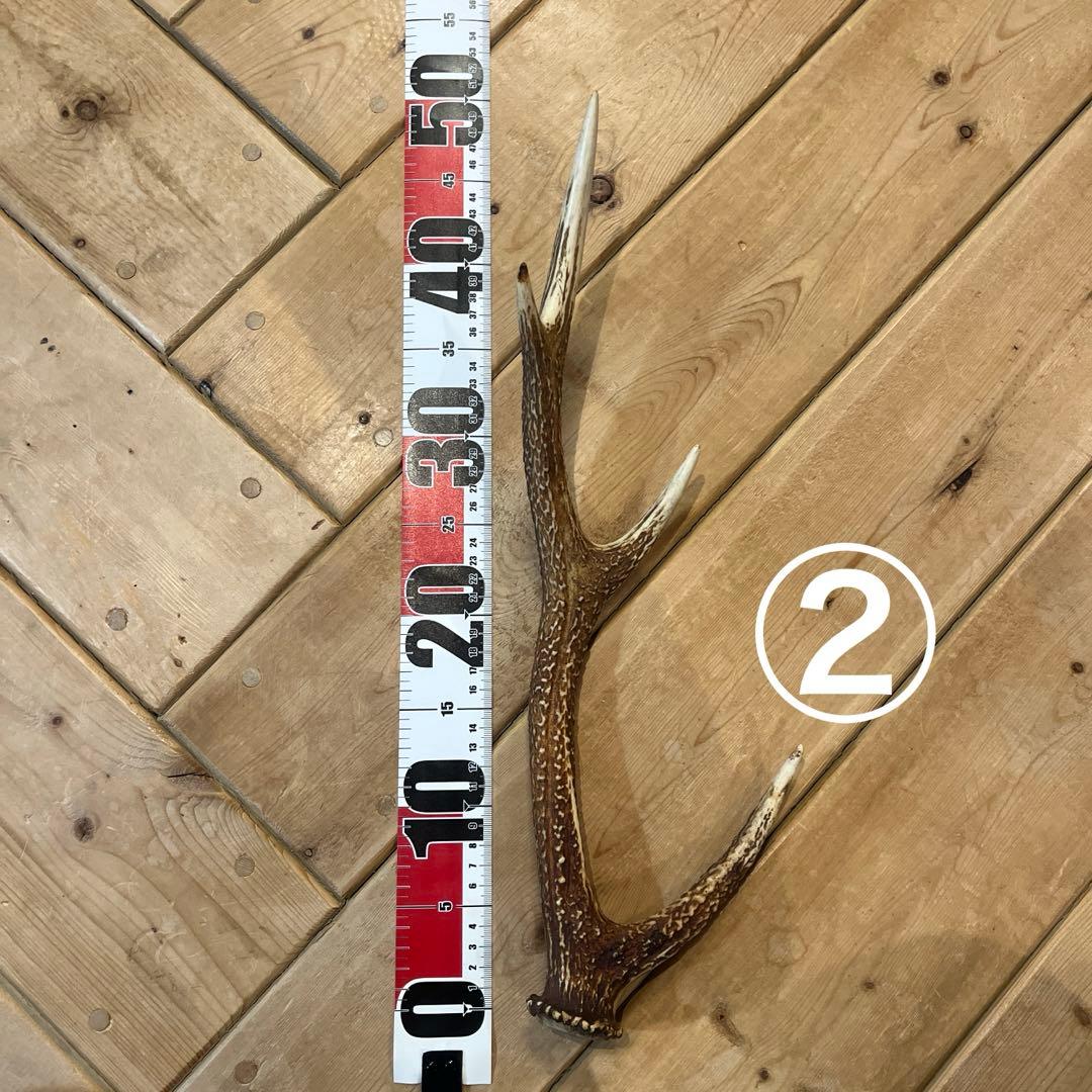 天然の鹿の角　7本