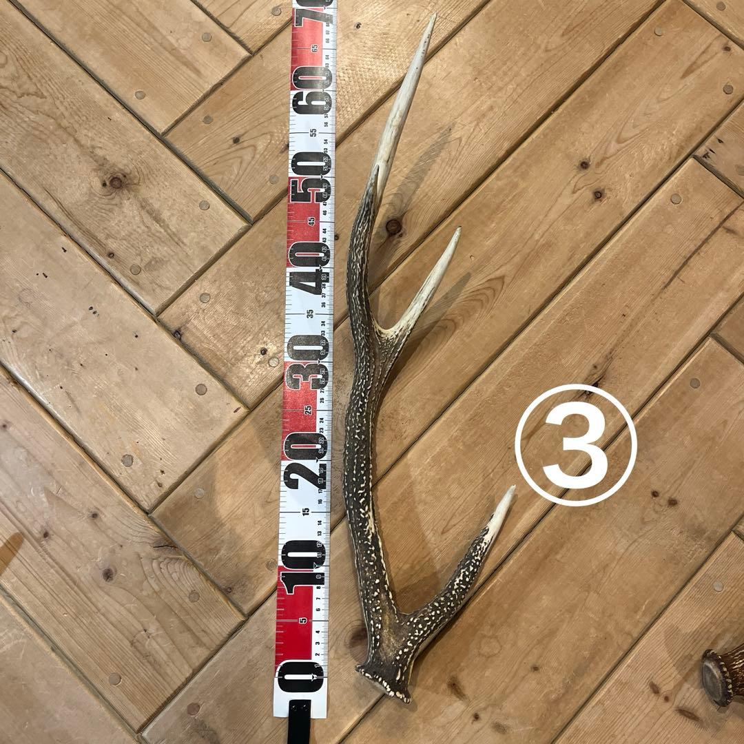 天然の鹿の角　7本