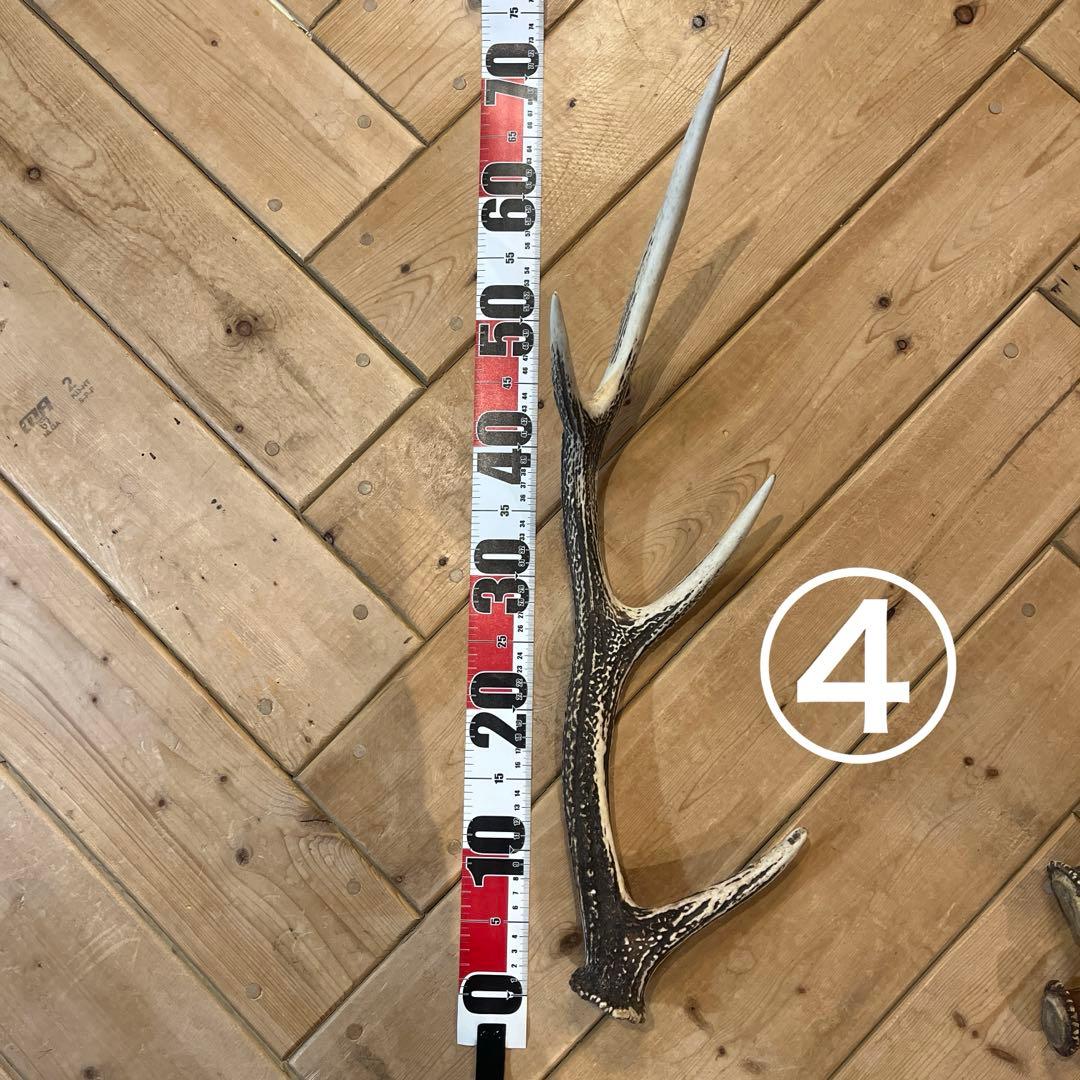 天然の鹿の角　7本