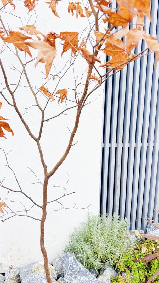 逸品。山採りシロモジ2.5M(鉢底から)