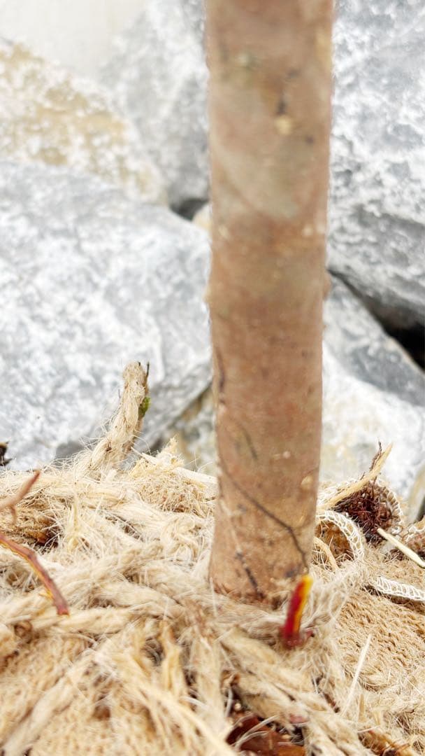 逸品。山採りシロモジ2.5M(鉢底から)