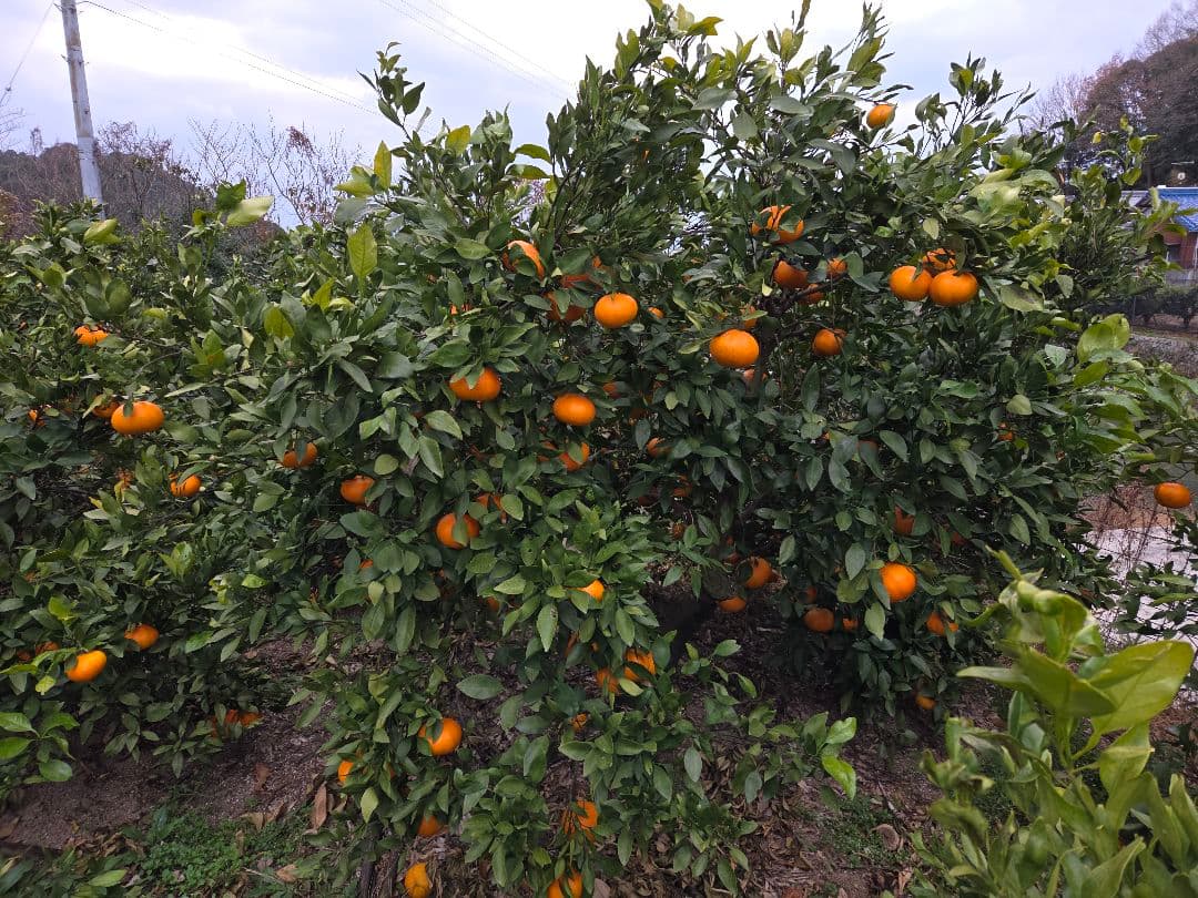 ドリーミーママ様限定品