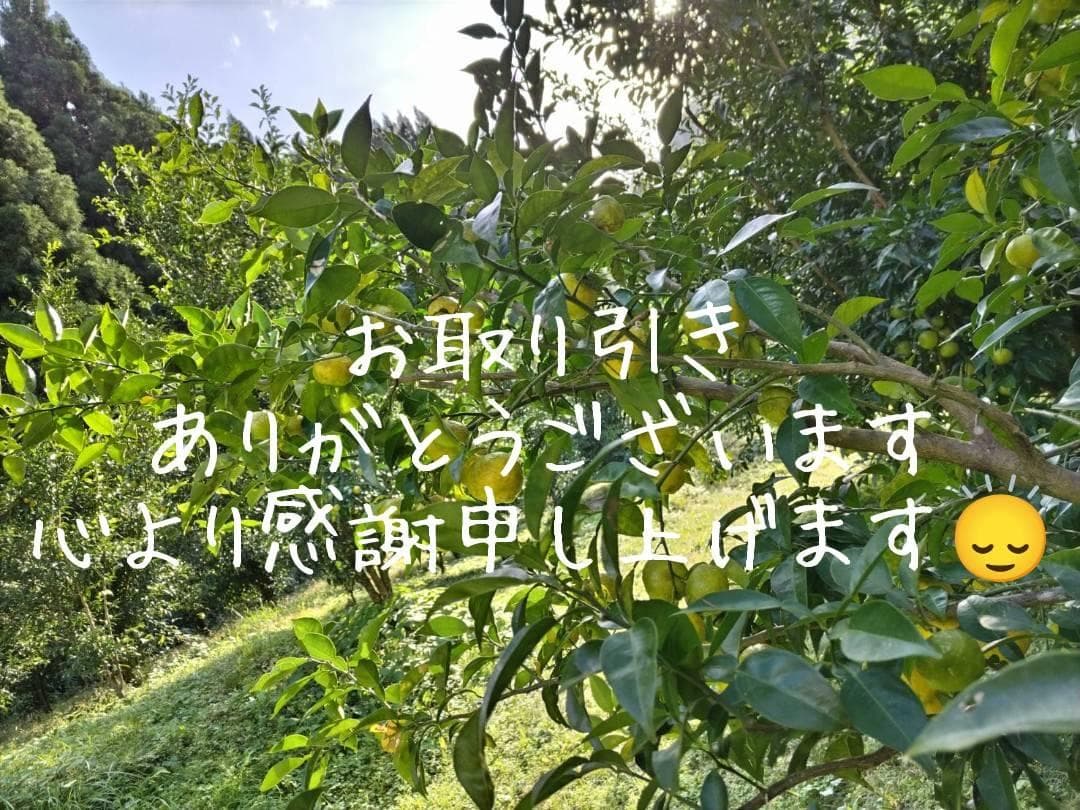 むー様　多田錦(種無し柚子)12kg　農薬不使用