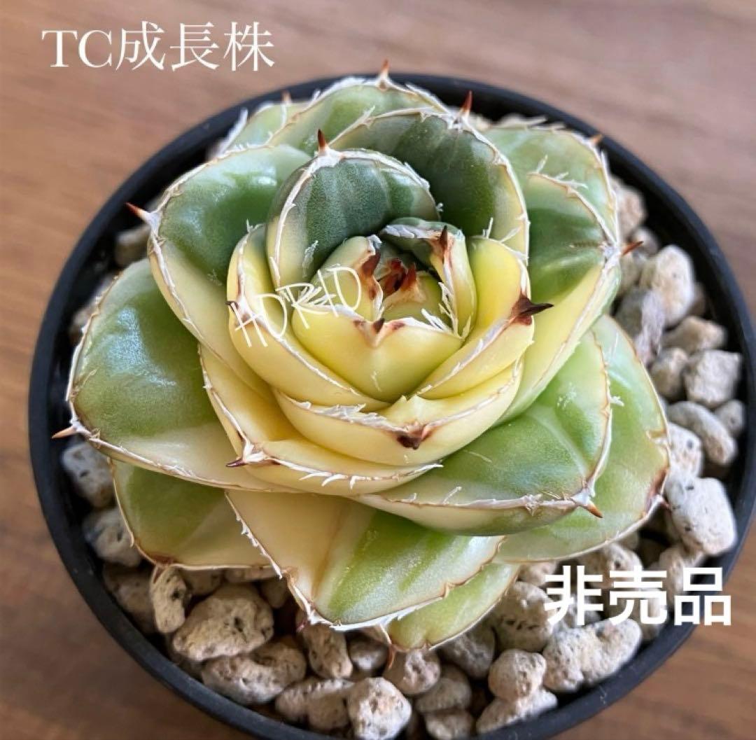 彪*丸様 【初売りオークション】74 アガベ　王妃笹の雪A型　ピンキー　変わり斑