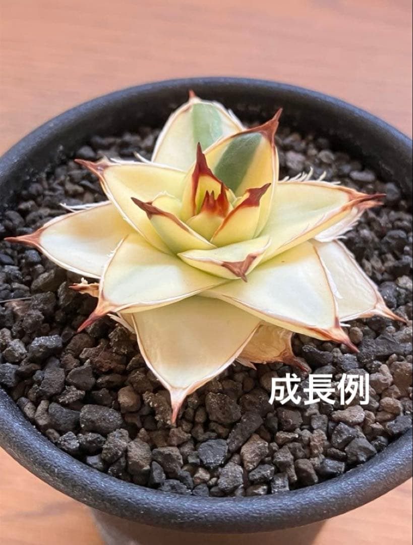 彪*丸様 【初売りオークション】74 アガベ　王妃笹の雪A型　ピンキー　変わり斑