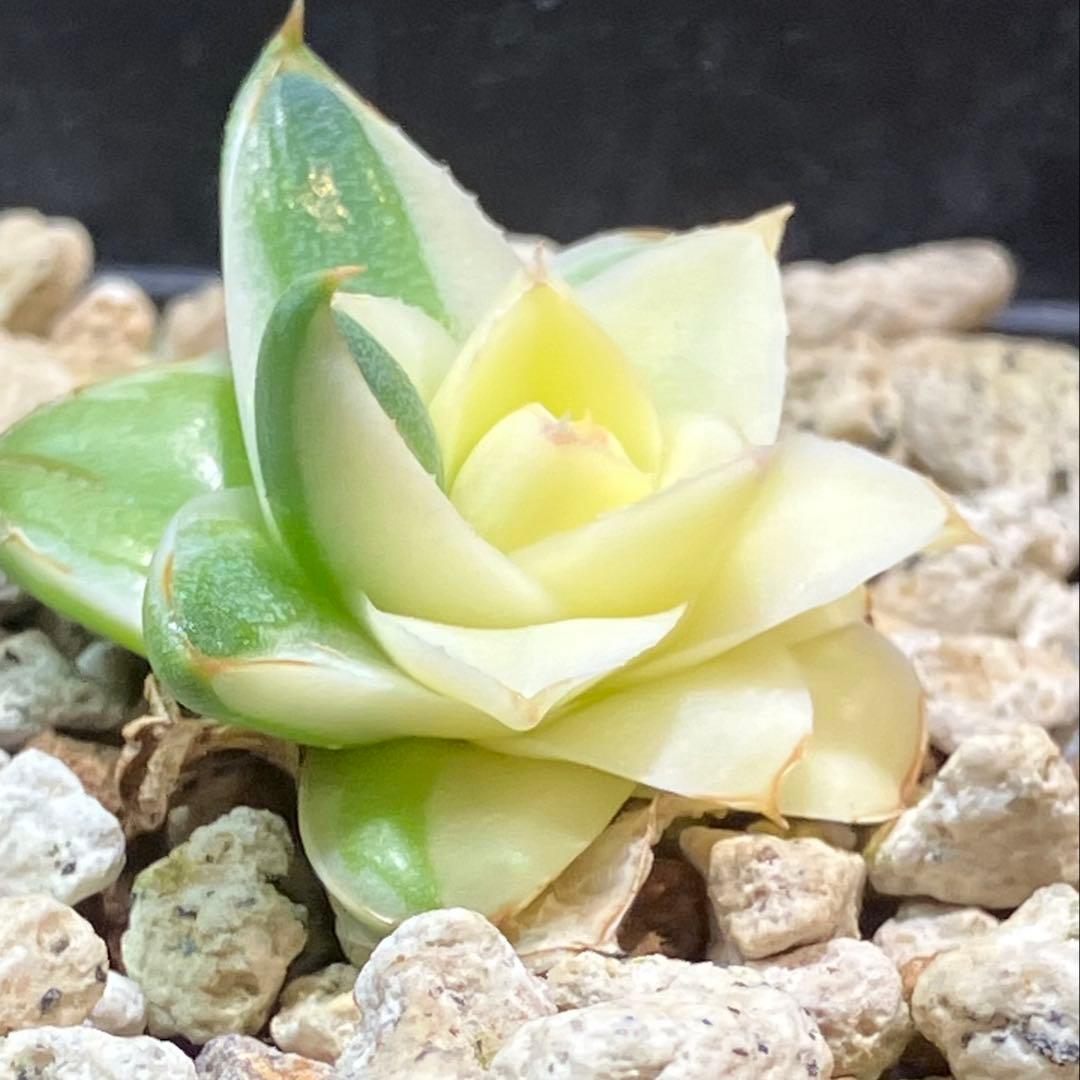 彪*丸様 【初売りオークション】74 アガベ　王妃笹の雪A型　ピンキー　変わり斑