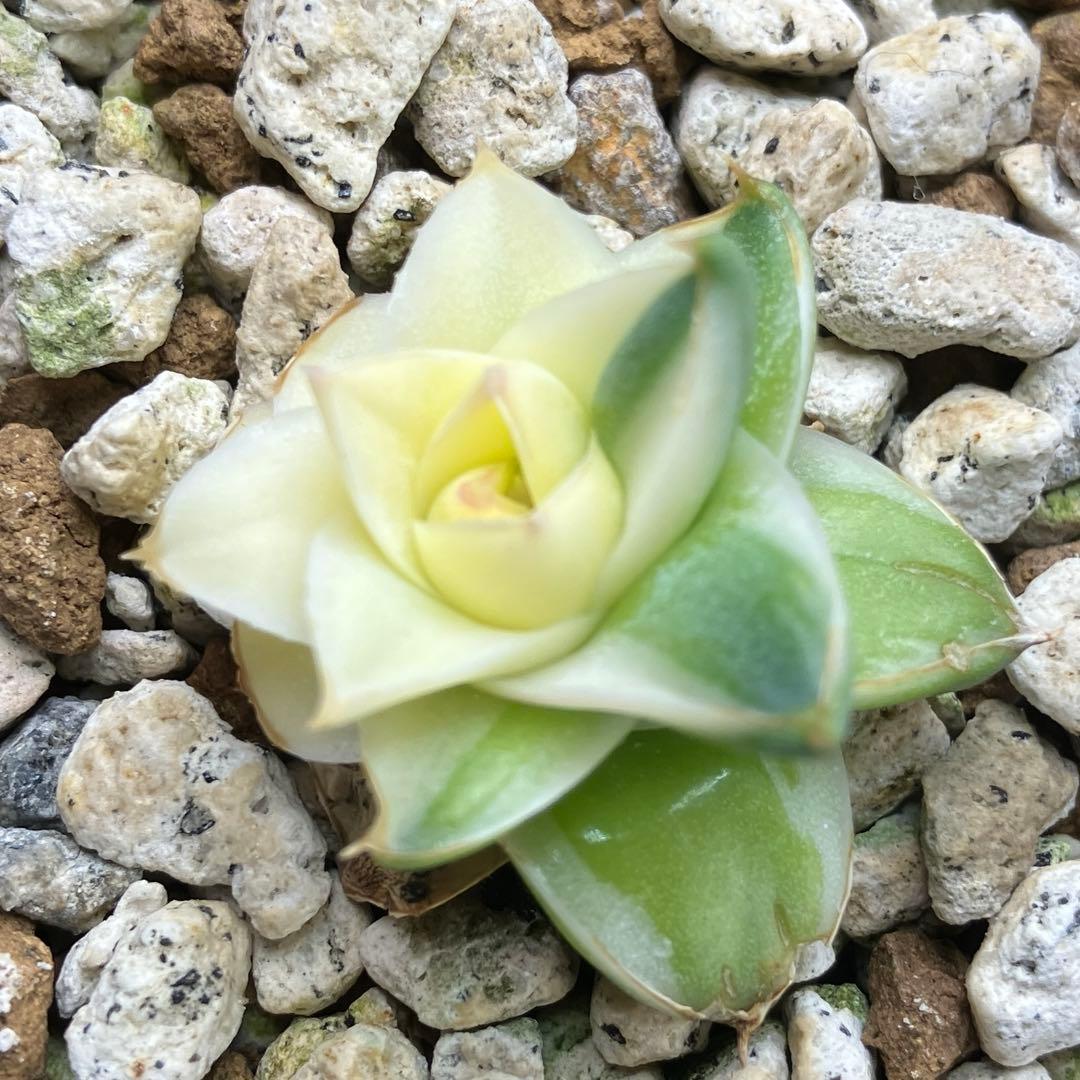 彪*丸様 【初売りオークション】74 アガベ　王妃笹の雪A型　ピンキー　変わり斑