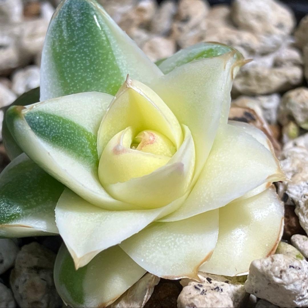 彪*丸様 【初売りオークション】74 アガベ　王妃笹の雪A型　ピンキー　変わり斑