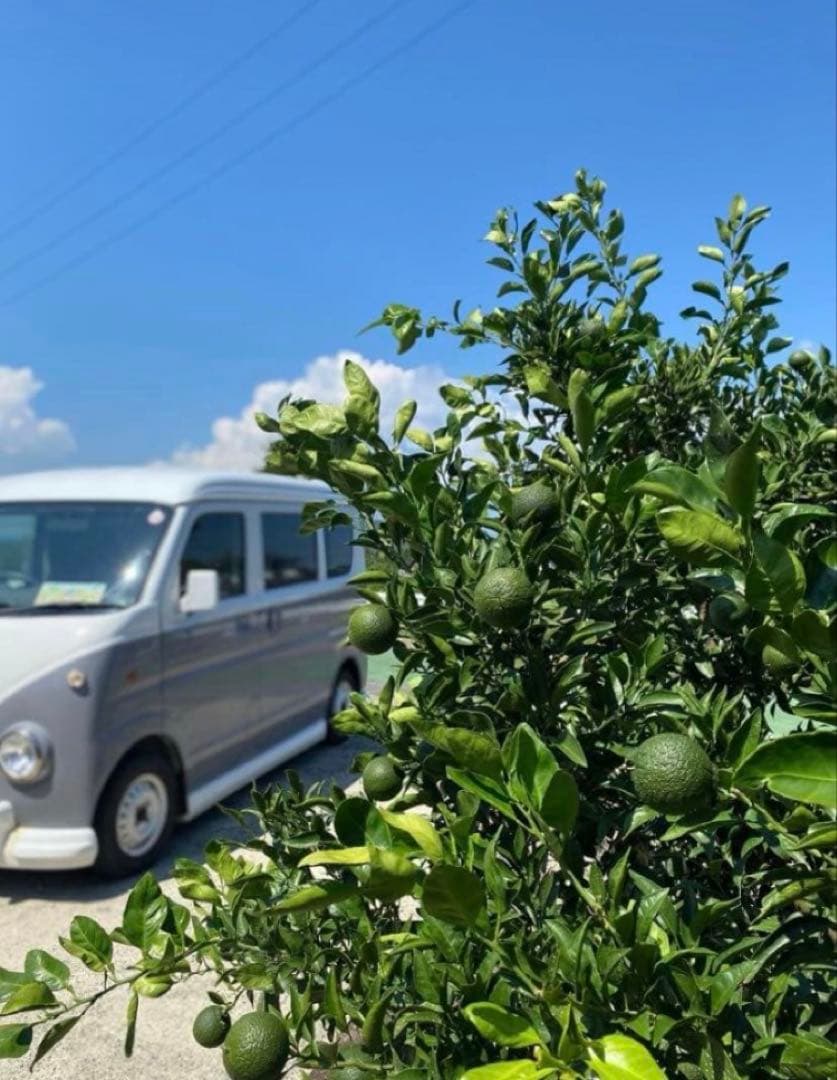 酵素栽培　小粒ちゃん　ネーブル 瀬戸田　広島県　皮も食べてオランジェット 国産