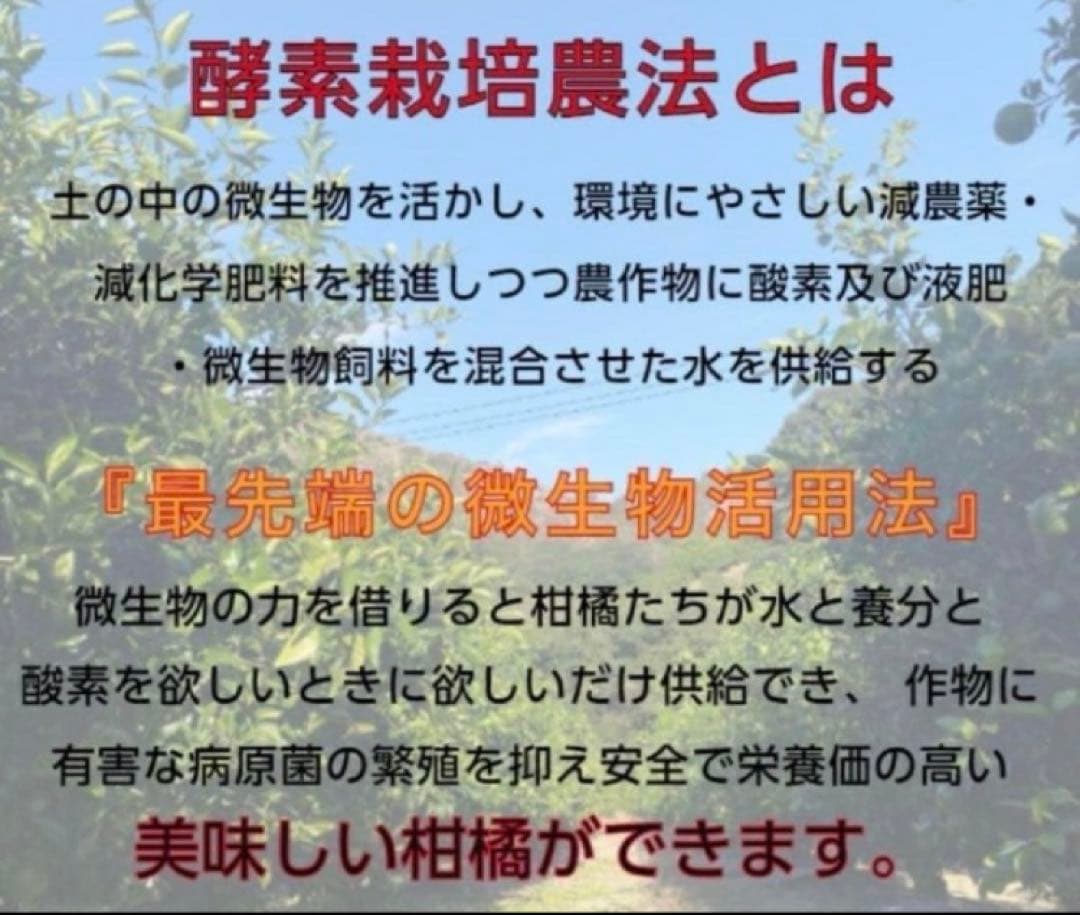 酵素栽培　小粒ちゃん　ネーブル 瀬戸田　広島県　皮も食べてオランジェット 国産