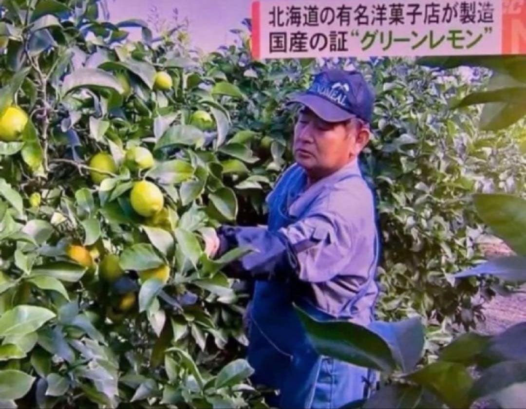 酵素栽培　小粒ちゃん　ネーブル 瀬戸田　広島県　皮も食べてオランジェット 国産