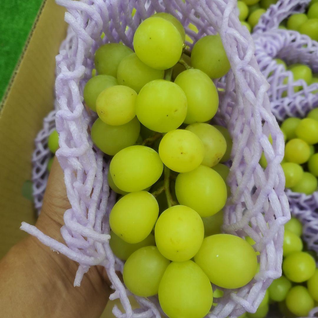 6️⃣ 山梨県産 シャインマスカット １２房入り 箱込み5.4キロ