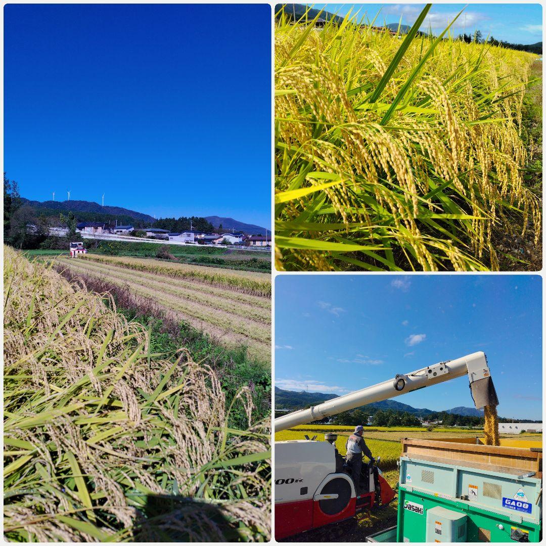 もち玄米■ヒメノモチ　10㎏(5kg×2袋)一等米☆農家直送