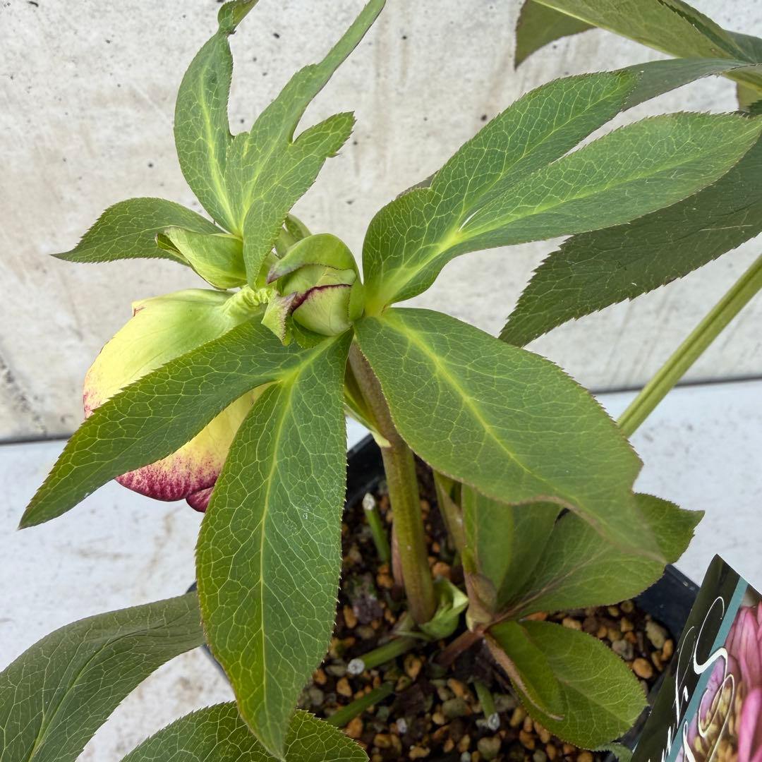 クリスマスローズ　ウィンターシンフォニー