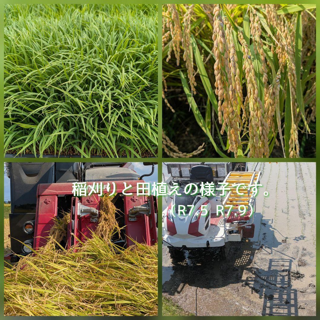 令和7年産三重県伊賀産キヌヒカリ20kg普通精米（5kg×4）