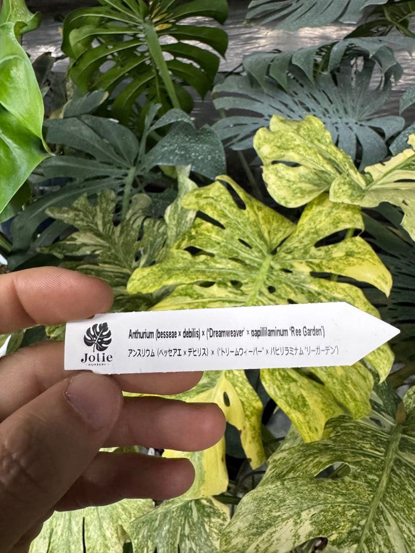 う*ー様 11ベッセアエ×デビリス×ドリームウィーバー×パピリラミナム斑入りの可