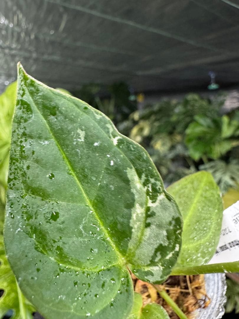 う*ー様 11ベッセアエ×デビリス×ドリームウィーバー×パピリラミナム斑入りの可