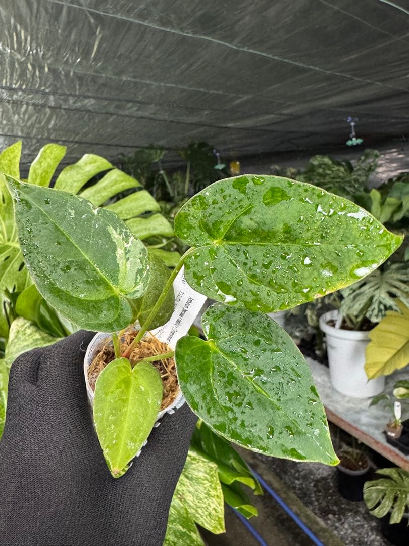 う*ー様 11ベッセアエ×デビリス×ドリームウィーバー×パピリラミナム斑入りの可