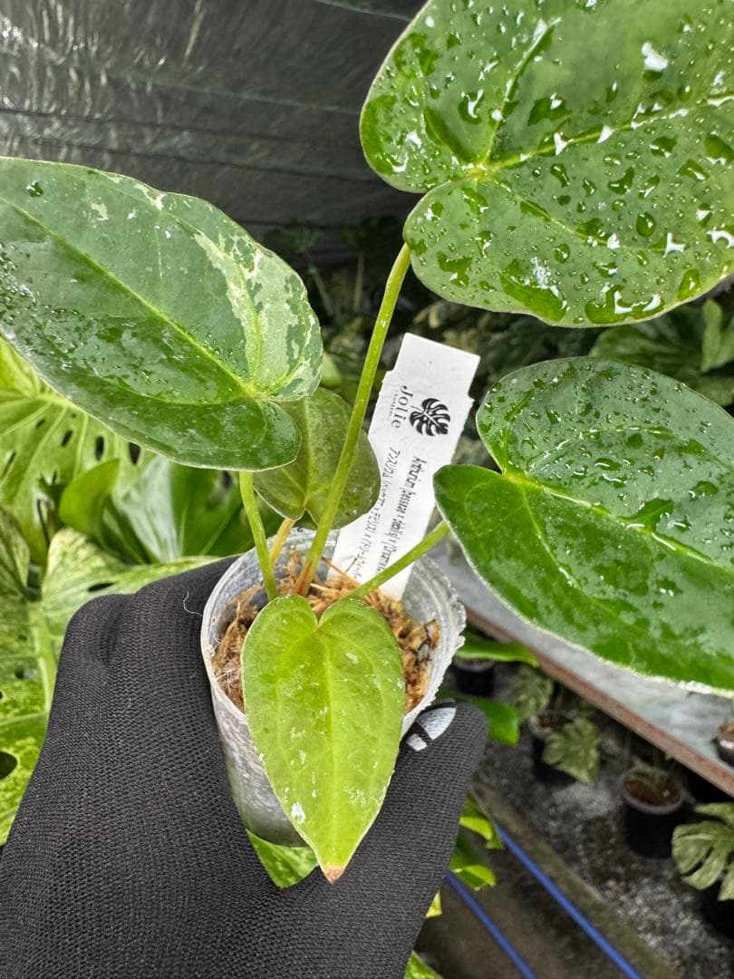 う*ー様 11ベッセアエ×デビリス×ドリームウィーバー×パピリラミナム斑入りの可