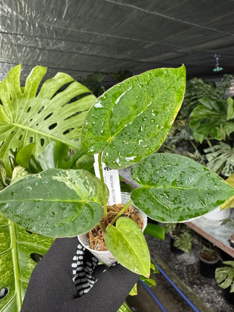 う*ー様 11ベッセアエ×デビリス×ドリームウィーバー×パピリラミナム斑入りの可