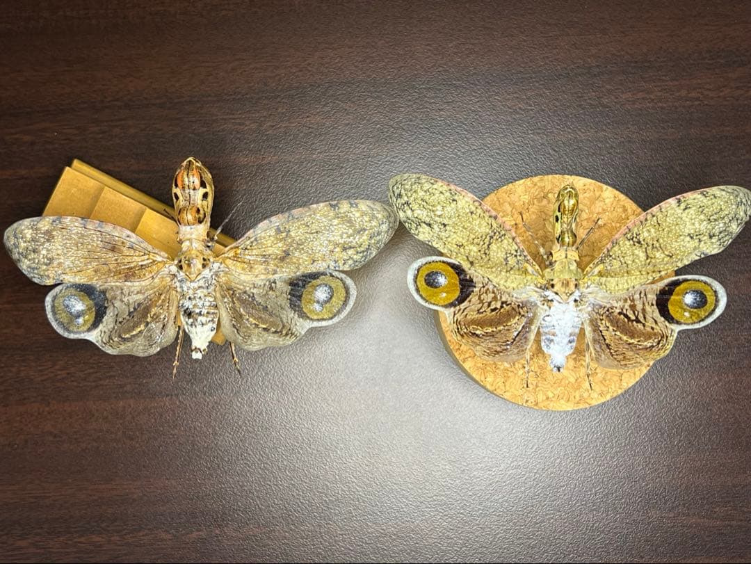 珍品ブラジル産ビワハゴロモ　ユカタンとは別種